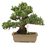 Pinus thunbergii, 25,5 cm, ± 25 jaar oud