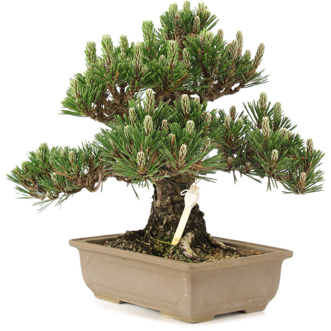Pinus thunbergii, 25,5 cm, ± 25 Jahre alt
