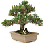 Pinus thunbergii, 25,5 cm, ± 25 jaar oud