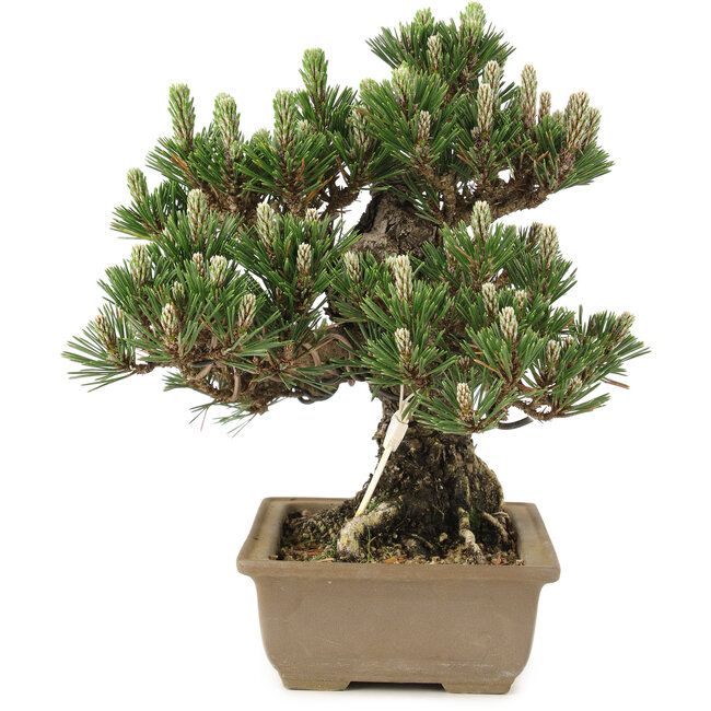Pinus thunbergii, 25,5 cm, ± 25 años