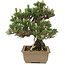 Pinus thunbergii, 25,5 cm, ± 25 ans