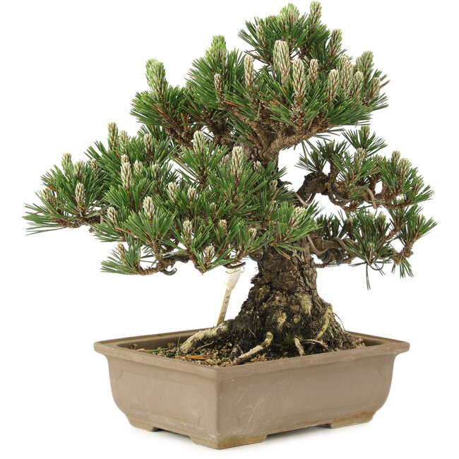 Pinus thunbergii, 25,5 cm, ± 25 years old