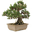 Pinus thunbergii, 25,5 cm, ± 25 jaar oud