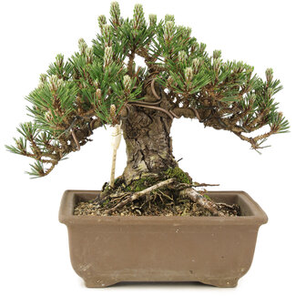 Pinus thunbergii, 19 cm, ± 25 años