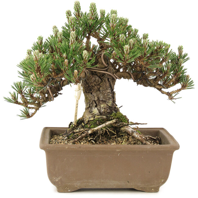 Pinus thunbergii, 19 cm, ± 25 ans