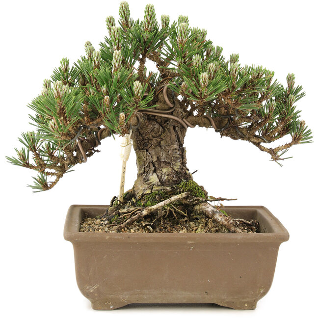 Pinus thunbergii, 19 cm, ± 25 jaar oud