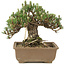 Pinus thunbergii, 19 cm, ± 25 ans