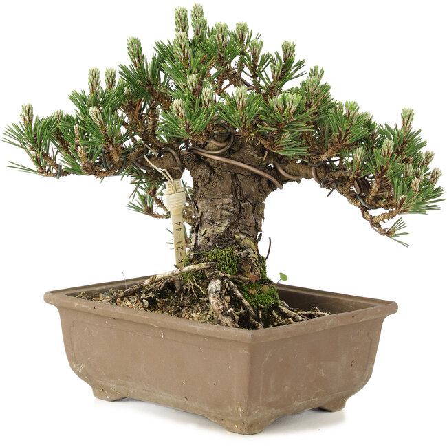 Pinus thunbergii, 19 cm, ± 25 anni