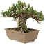 Pinus thunbergii, 19 cm, ± 25 Jahre alt