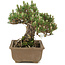 Pinus thunbergii, 19 cm, ± 25 jaar oud