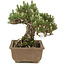 Pinus thunbergii, 19 cm, ± 25 Jahre alt