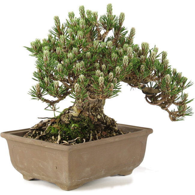 Pinus thunbergii, 19 cm, ± 25 Jahre alt