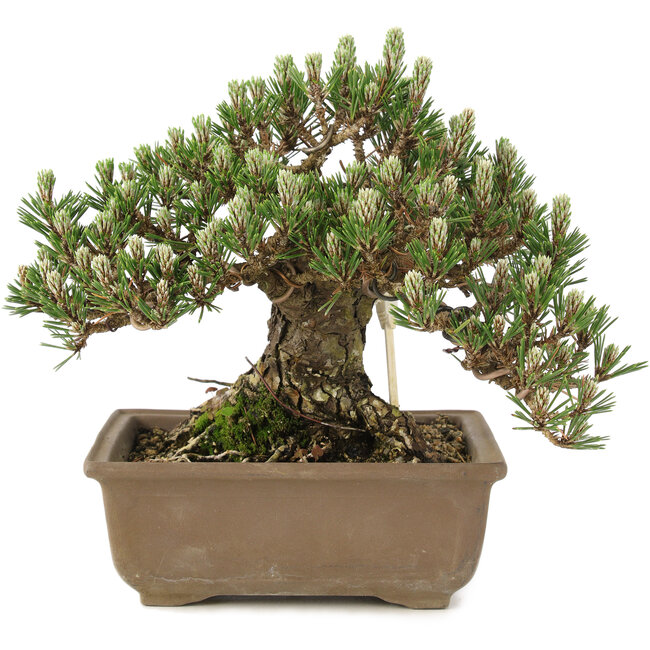 Pinus thunbergii, 19 cm, ± 25 Jahre alt