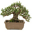 Pinus thunbergii, 19 cm, ± 25 Jahre alt