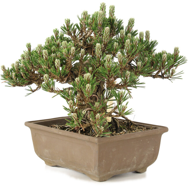 Pinus thunbergii, 19 cm, ± 25 years old