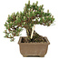 Pinus thunbergii, 19 cm, ± 25 jaar oud