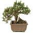 Pinus thunbergii, 19 cm, ± 25 Jahre alt