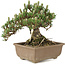 Pinus thunbergii, 19 cm, ± 25 ans