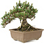 Pinus thunbergii, 19 cm, ± 25 Jahre alt