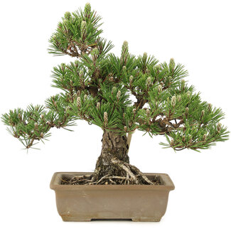 Pinus thunbergii, 29,5 cm, ± 25 anni