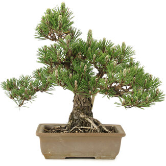 Pinus thunbergii, 29,5 cm, ± 25 jaar oud