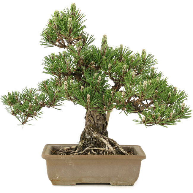 Pinus thunbergii, 29,5 cm, ± 25 jaar oud