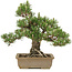 Pinus thunbergii, 29,5 cm, ± 25 jaar oud