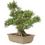 Pinus thunbergii, 29,5 cm, ± 25 años