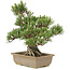 Pinus thunbergii, 29,5 cm, ± 25 jaar oud