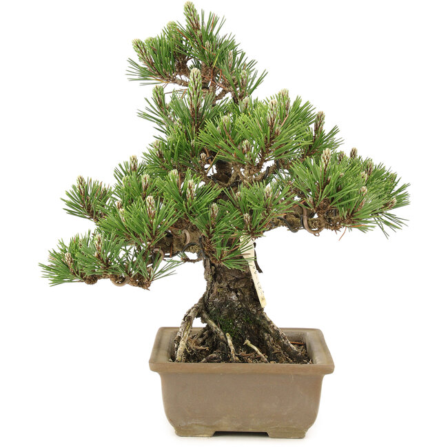Pinus thunbergii, 29,5 cm, ± 25 years old