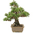 Pinus thunbergii, 29,5 cm, ± 25 ans