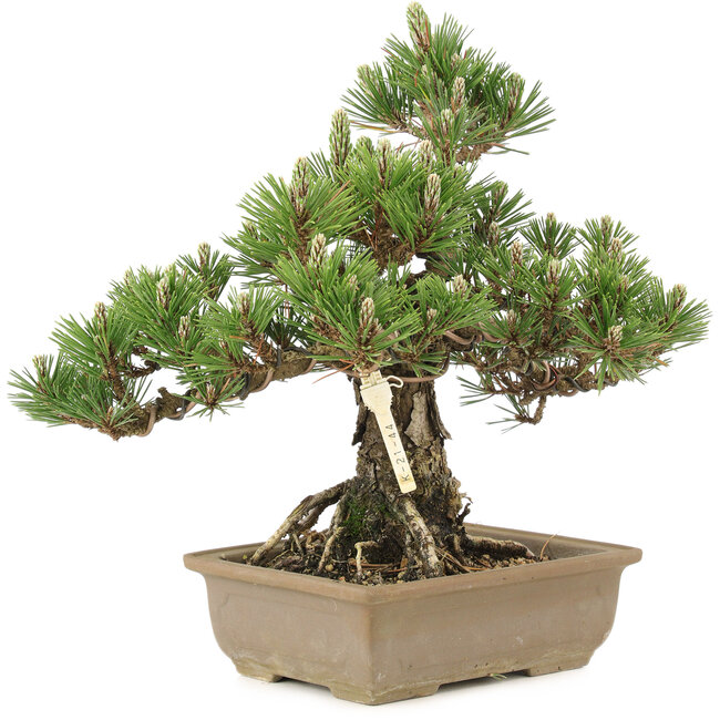 Pinus thunbergii, 29,5 cm, ± 25 años