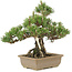 Pinus thunbergii, 29,5 cm, ± 25 ans