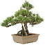 Pinus thunbergii, 29,5 cm, ± 25 Jahre alt