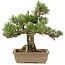 Pinus thunbergii, 29,5 cm, ± 25 jaar oud