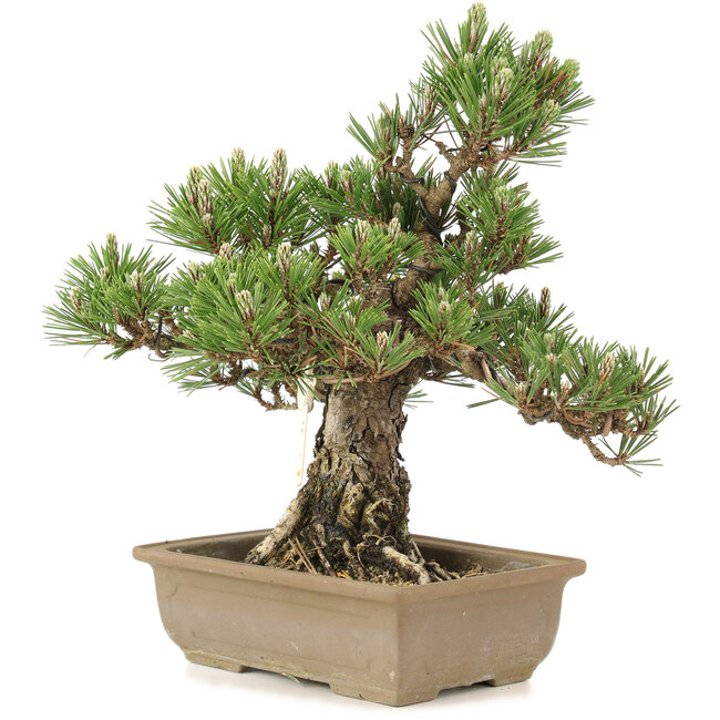 Pinus thunbergii, 29,5 cm, ± 25 años