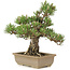 Pinus thunbergii, 29,5 cm, ± 25 jaar oud