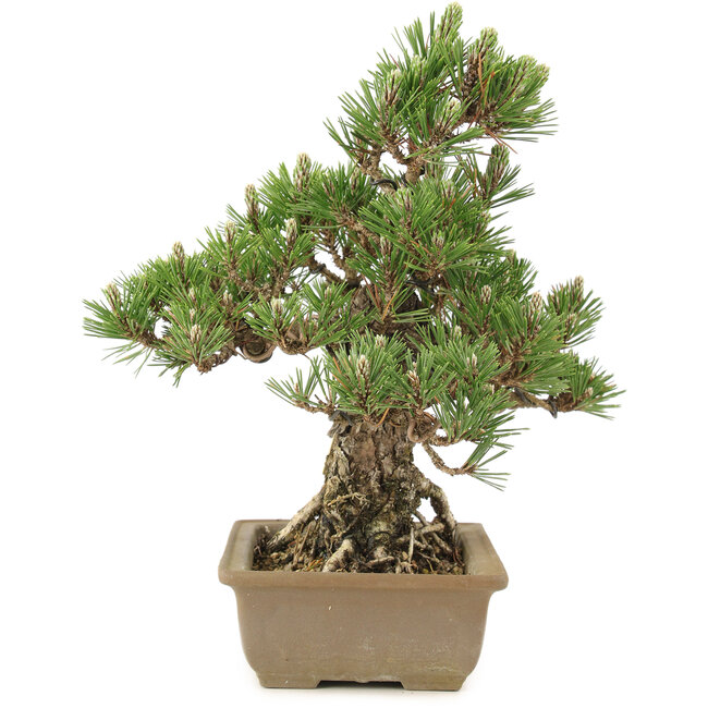 Pinus thunbergii, 29,5 cm, ± 25 Jahre alt