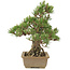 Pinus thunbergii, 29,5 cm, ± 25 ans