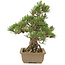 Pinus thunbergii, 29,5 cm, ± 25 jaar oud
