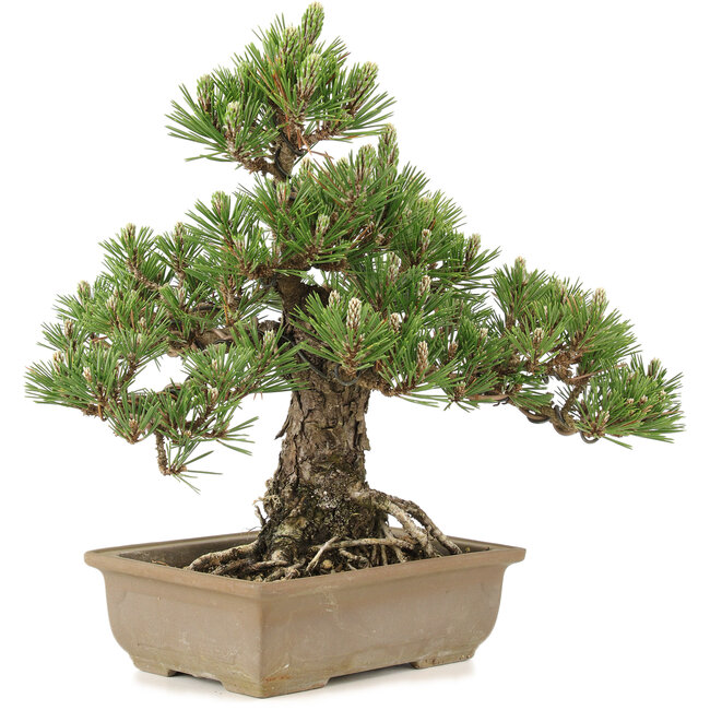 Pinus thunbergii, 29,5 cm, ± 25 anni