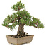 Pinus thunbergii, 29,5 cm, ± 25 years old