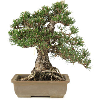 Pinus thunbergii, 28,5 cm, ± 25 jaar oud