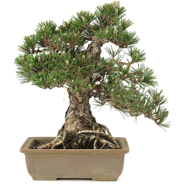 Pinus thunbergii, 28,5 cm, ± 25 Jahre alt