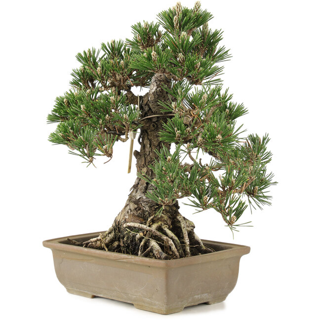 Pinus thunbergii, 28,5 cm, ± 25 years old