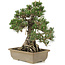 Pinus thunbergii, 28,5 cm, ± 25 ans