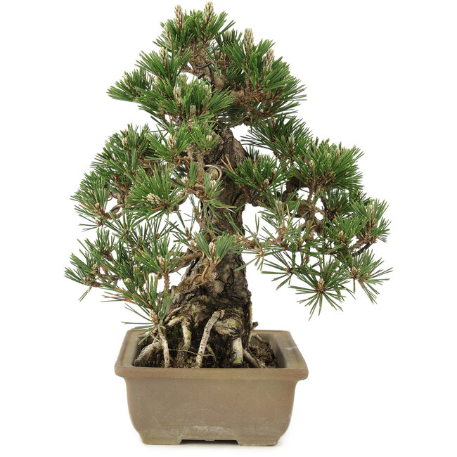 Pinus thunbergii, 28,5 cm, ± 25 Jahre alt