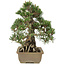 Pinus thunbergii, 28,5 cm, ± 25 ans