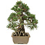 Pinus thunbergii, 28,5 cm, ± 25 jaar oud