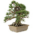 Pinus thunbergii, 28,5 cm, ± 25 jaar oud